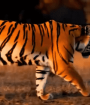 野外坐姿老虎特写3662#横屏 