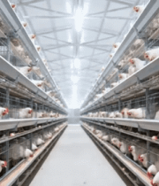 养鸡场鸡笼内的母鸡养殖素材7906#横屏 