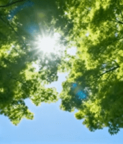 仰视阳光透过树叶的树林景象(1)12662#横屏 