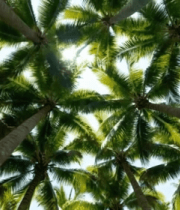 仰视视角下的椰子树与阳光11610#横屏 