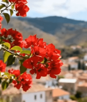 	 近景红花朵与远处城镇风景7329#横屏 