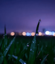 夜间草地露珠特写9294#横屏 