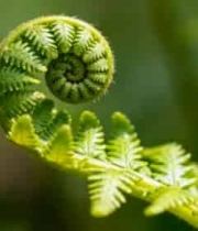 蕨类植物特写素材11126#横屏 