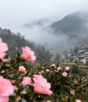 	 近景盛开的山茶花与雾中村落10543#横屏 