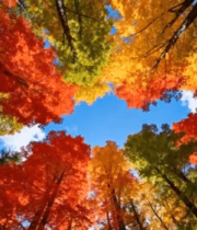 仰视秋季森林多彩树叶景观12903#横屏 