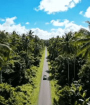 椰林公路行驶车辆俯瞰画面2669#横屏 