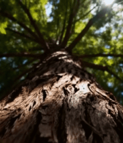 仰视森林中高大树木12378#横屏 