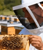 养蜂人查看蜂巢上的蜜蜂1983#横屏 