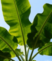 仰视拍摄阳光下的宽大香蕉叶8898#横屏 