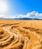 金色麦田自然风光全景12241#横屏 