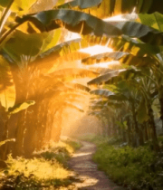 阳光照耀下的香蕉林小道8011#横屏 