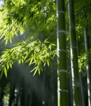 阳光照耀下的竹林景象6306#横屏 