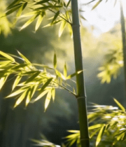 阳光照耀下的竹林特写(1)12748#横屏 