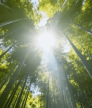 阳光照耀下的竹林全景(1)3378#横屏 