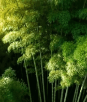 阳光照耀下的竹林全景1800#横屏 
