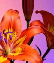 橙红色百合花特写3052#横