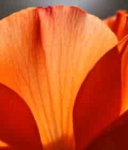 橙红色花朵微距特写4515#横