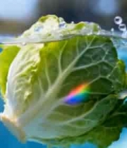 大白菜入水瞬间特写4471#横