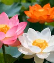 多彩荷花荷叶自然风光素材2308#横