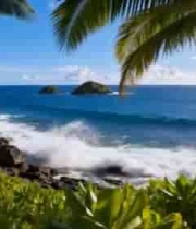 海边椰林自然风光2200#横屏 