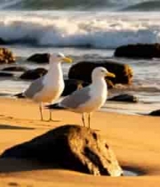 海边沙滩上的两只海鸥4356#横屏 