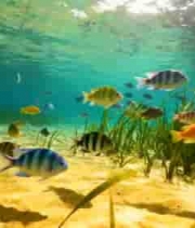 海底多彩鱼群游动画面4538#横屏 