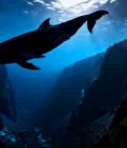 海底鲸鱼遨游景象814#横屏 