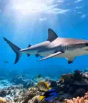 海底鲨鱼与多彩鱼群珊瑚景观4521#横屏 