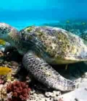 海底海龟与黄色小鱼景观2604#横屏 