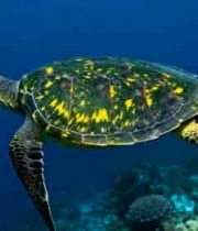 海底海龟游动素材1943#横屏 