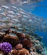 海底珊瑚礁与鱼群景观(2)3620#横屏 