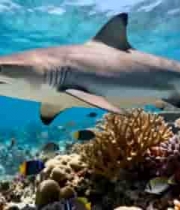 海底鲨鱼与珊瑚鱼群画面602#横屏 