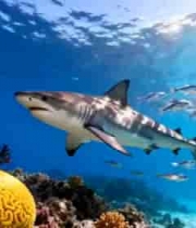 海底鲨鱼游弋鱼群珊瑚景观4961#横屏 