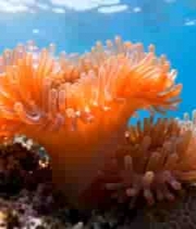 海底珊瑚与小丑鱼画面3197#横屏 