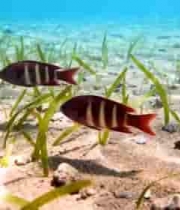 海底双条鱼游动画面3659#横屏 