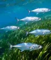 海底鱼群在海草旁游动3783#横屏 