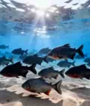 海底鱼群游动素材(2)4706#横屏 