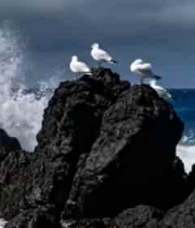 海鸟栖息礁石海浪背景685#横屏 