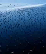 海面上群鸟聚集的景象5121#横屏 