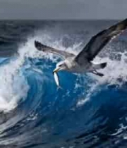 海鸥在海浪上飞翔的画面4007#横屏 