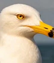 海鸥头部特写画面1439#横屏 