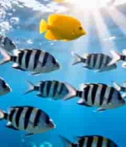 海洋鱼群海底游动画面4912#横屏 