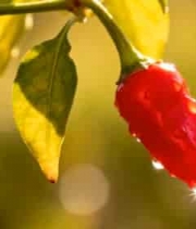 红辣椒微距特写5140#横屏 