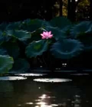 荷塘中绽放的粉色荷花1240#横屏 