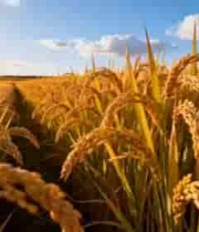 金黄稻田田园风光5471#横屏 