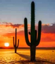 沙漠日落仙人掌自然风光5512#横屏 