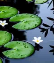 水面漂浮的荷叶与小花1276#横屏 