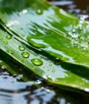 水滴落在粽叶上的特写4504#横屏 