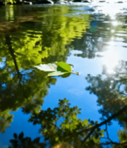 清澈溪流与绿植倒影画面7144#横屏 