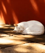 墙边睡觉的白色猫咪10097#横屏 